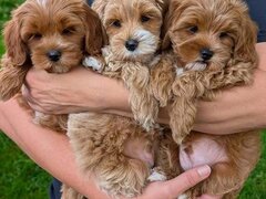 Maltipoo, mix intre Bichon si Poodle