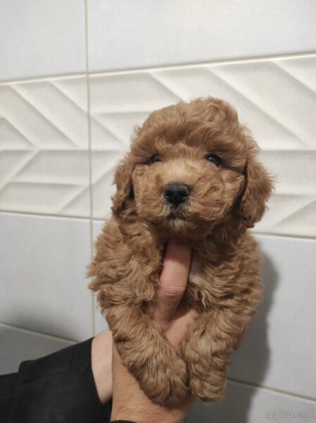Maltipoo, mix intre Bichon si Poodle,