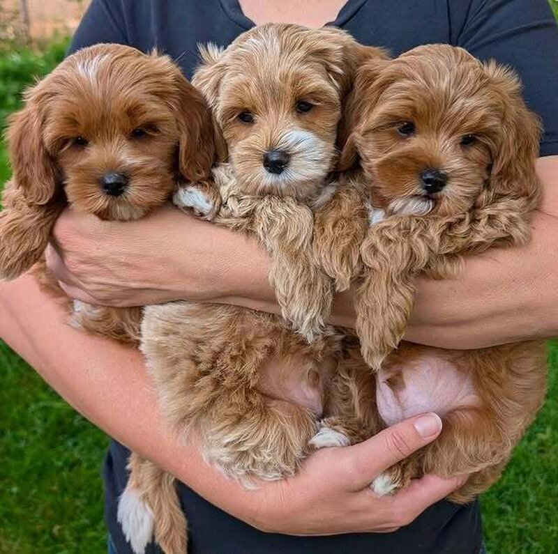 Maltipoo, mix intre Bichon si Poodle,
