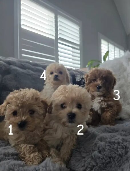 Maltipoo, mix intre Bichon si Poodle,