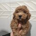 Maltipoo, mix intre Bichon si Poodle,