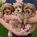 Maltipoo, mix intre Bichon si Poodle,