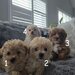 Maltipoo, mix intre Bichon si Poodle,